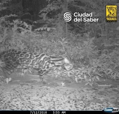Fotografía nocturna de una especie que se encuentra en la reserva biológica de Ciudad del Saber