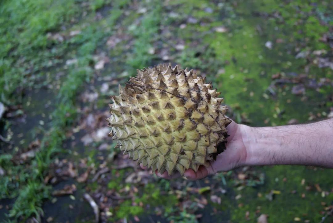 soy un alt por defecto por favor validar en imagen