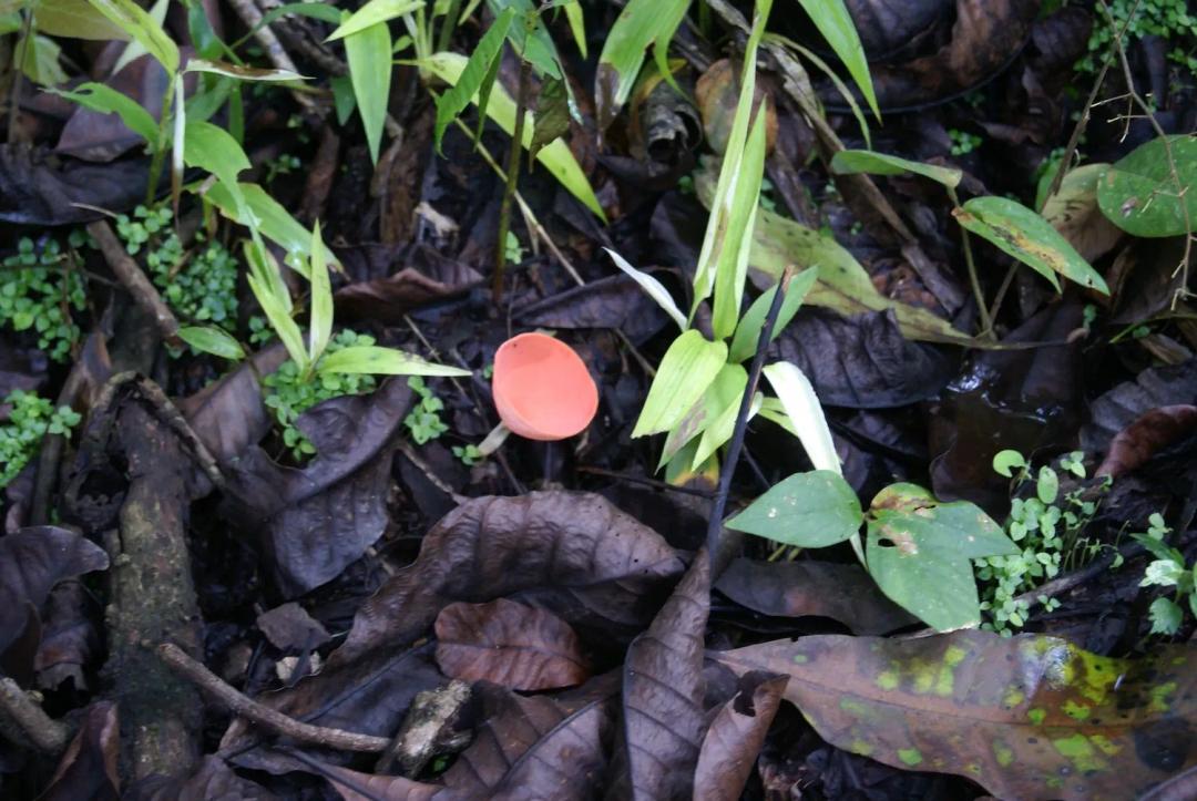 soy un alt por defecto por favor validar en imagen