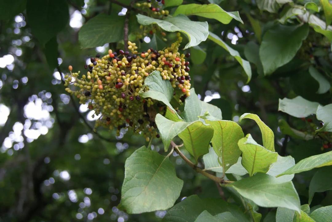 soy un alt por defecto por favor validar en imagen