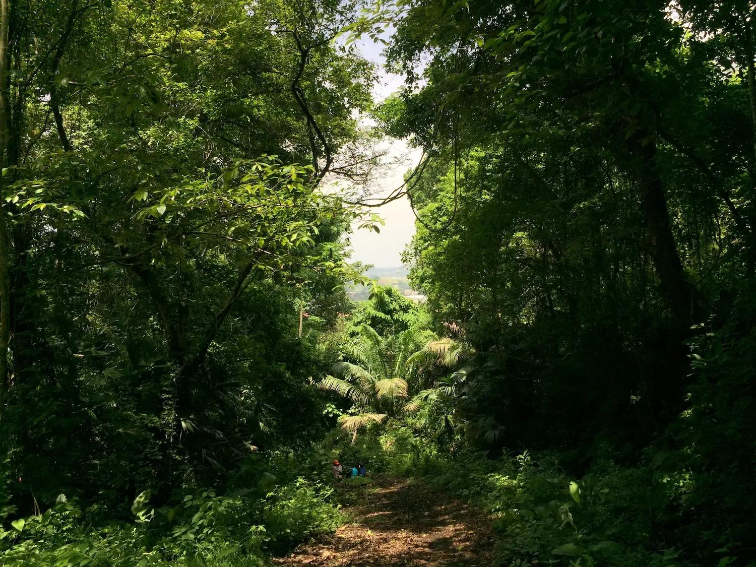 Reserva biológica de Ciudad del Saber